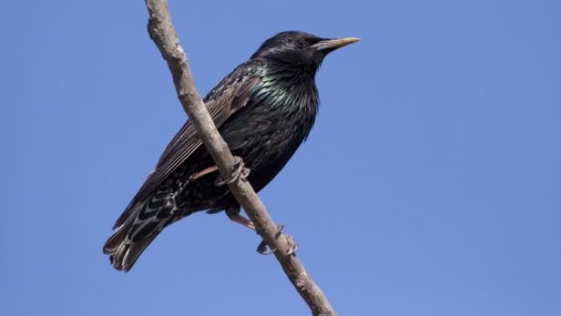VOGEL DES JAHRES 2018: STAR Igel, Star und Co: Die "Natur des Jahres 2018"