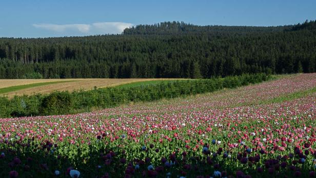 Mohnblüte im Waldviertel