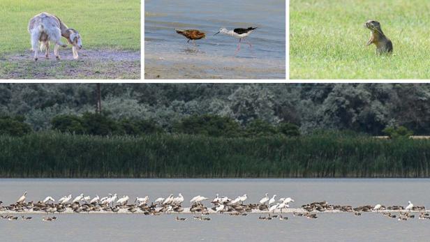 Natur erleben im Nationalpark Neusiedler See