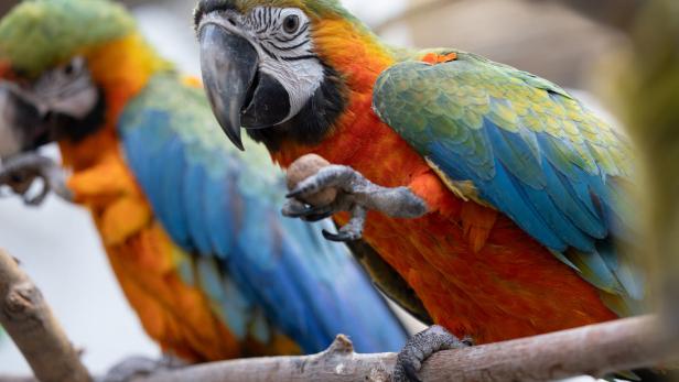 Zu Besuch bei 200 schrägen Vögeln: Warum viele Papageien im Tierheim landen