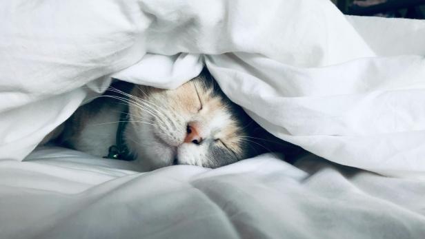 "Bed Nest" und "Sleepmaxxing": Was hat es mit dem TikTok-Trend auf sich? sich?