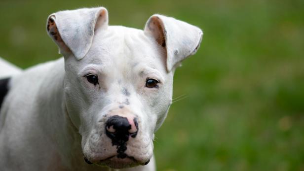 In Ohio wurde ein kleines Baby zu Tode gebissen. Der Pitbull hätte das Kind behütet, doch dann eskalierte die Situation.