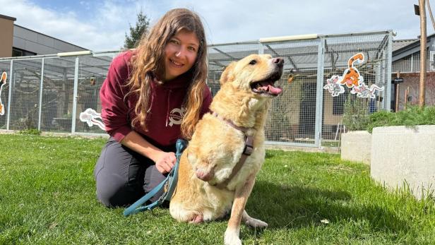 Tierheim St. Pölten: Zwei ganz besondere Hunde finden neues Glück