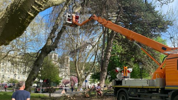 Mächtige Buche gefährdete nach Sturm Besucher im Kurpark